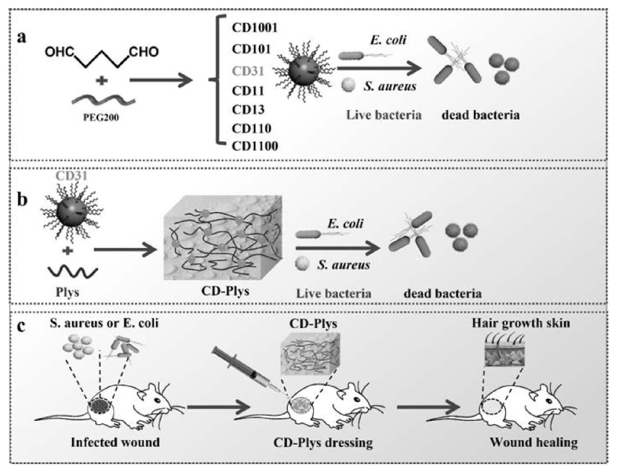 碳納米點(diǎn)、可注射碳納米點(diǎn)-ε-聚賴氨酸水凝膠及其制備方法與應(yīng)用